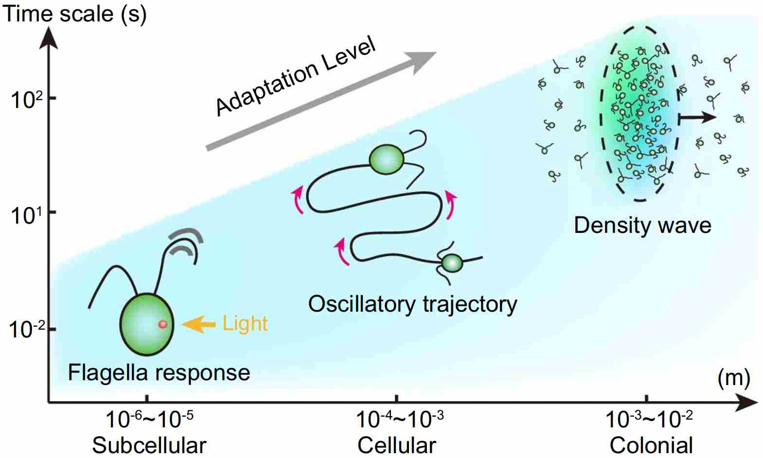 Oscillatory phototaxis