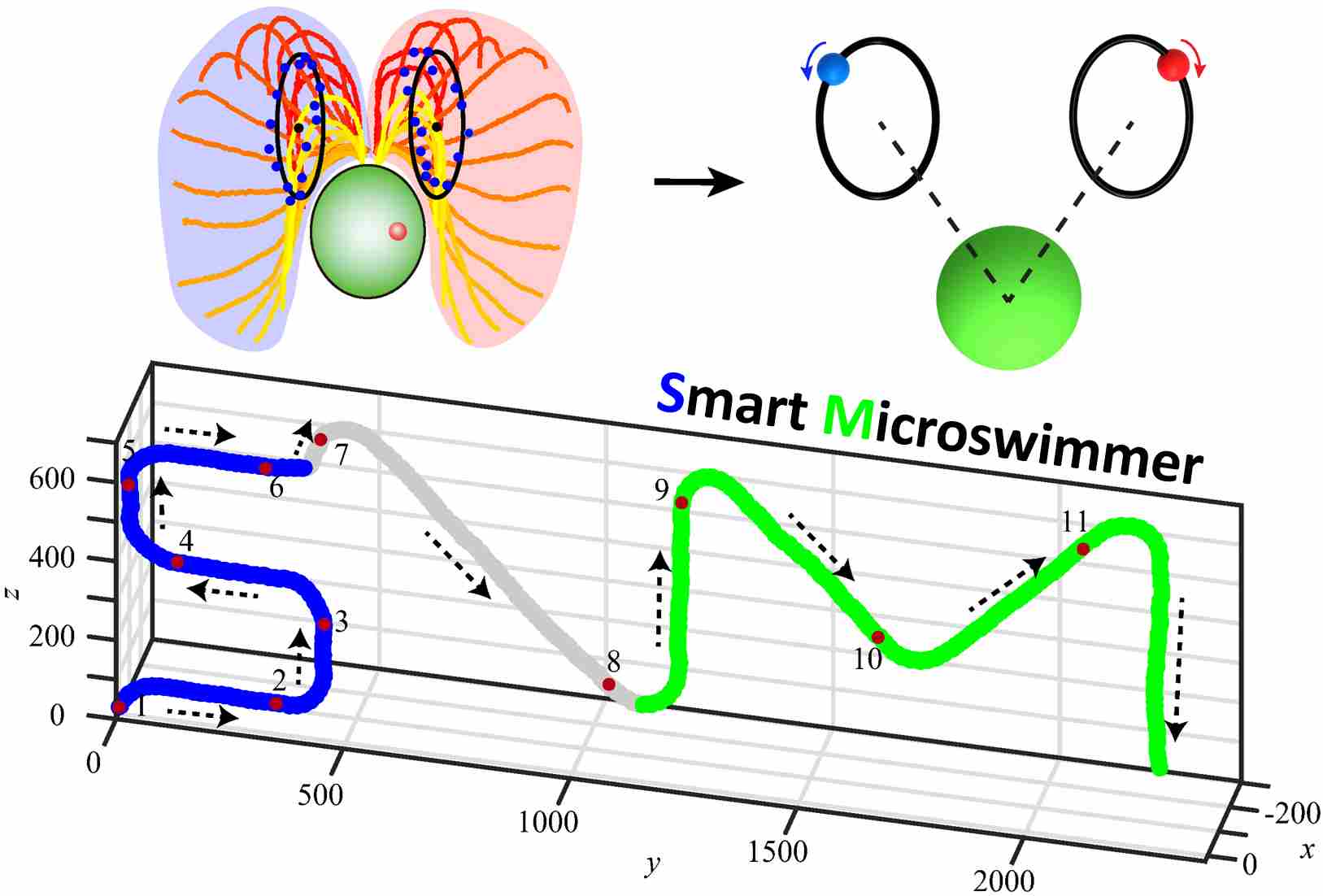 Reinforcement learning strategies for bioinspired microswimmers
